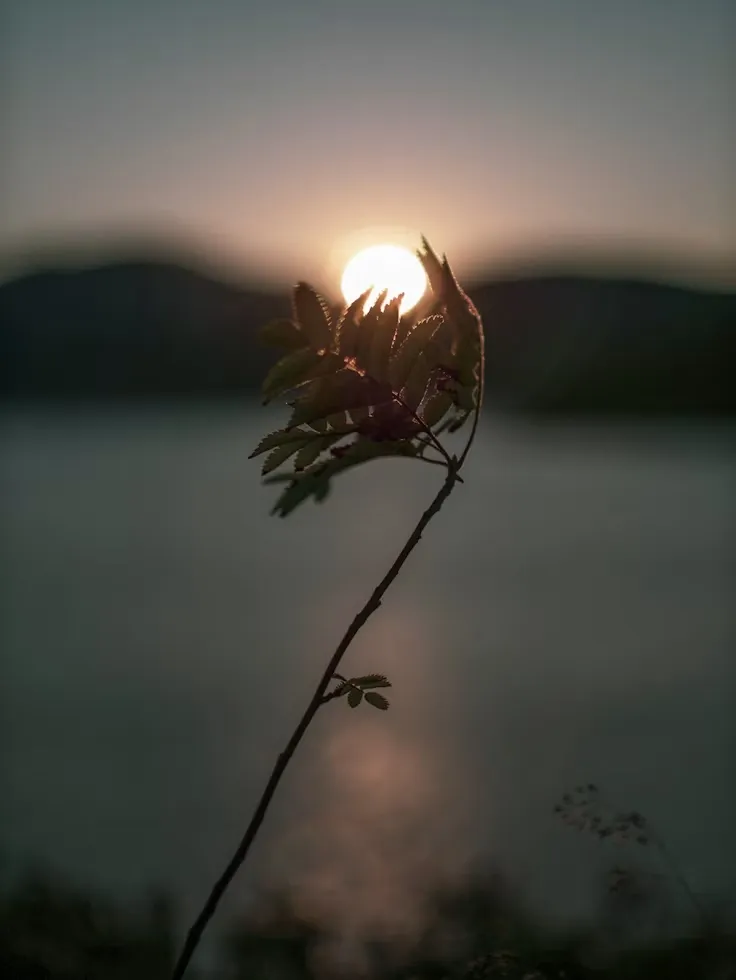 A slender branch in silhouette against a low sun over water, the leaves catching the last of the light.